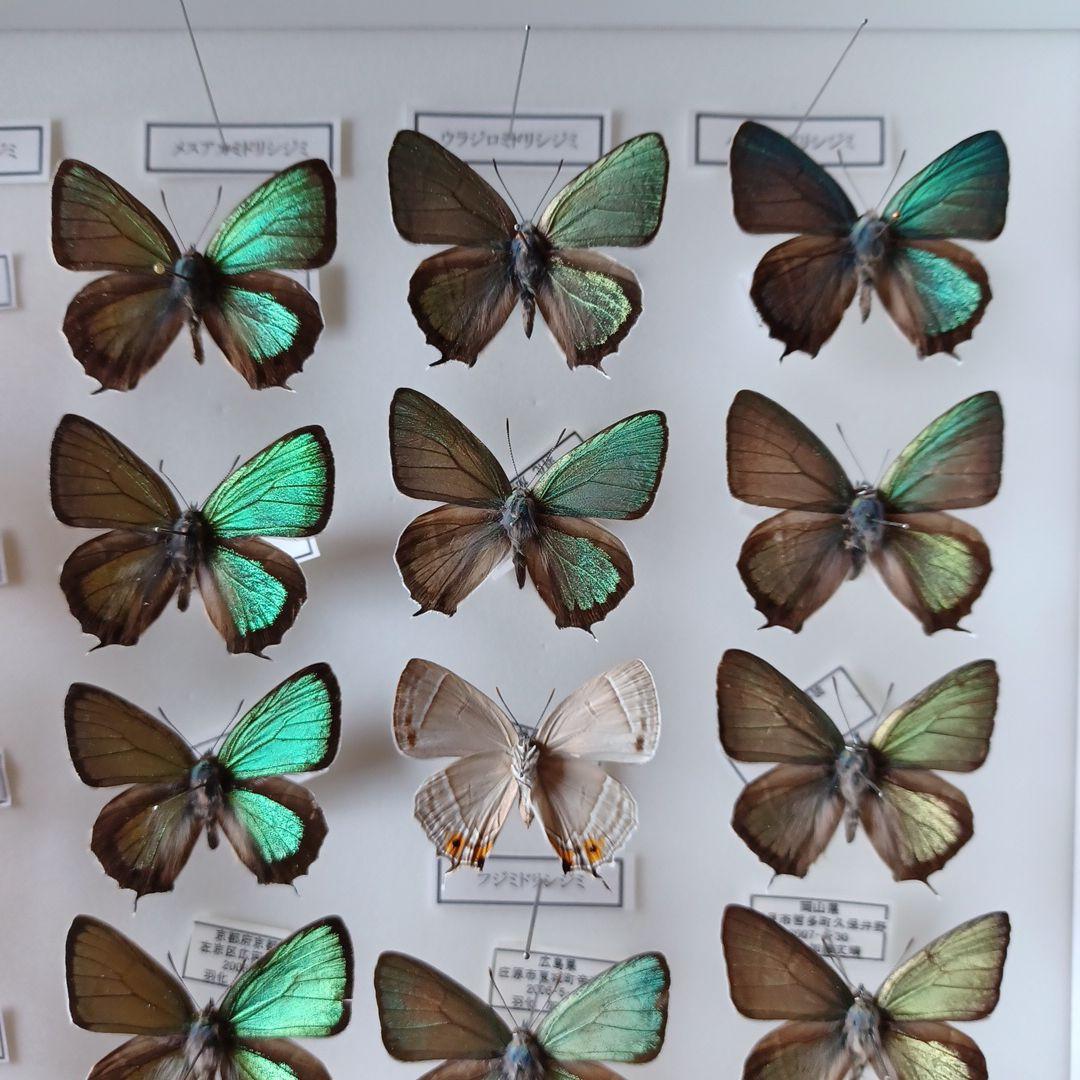 蝶標本　日本ゼフィルス選　20種99頭