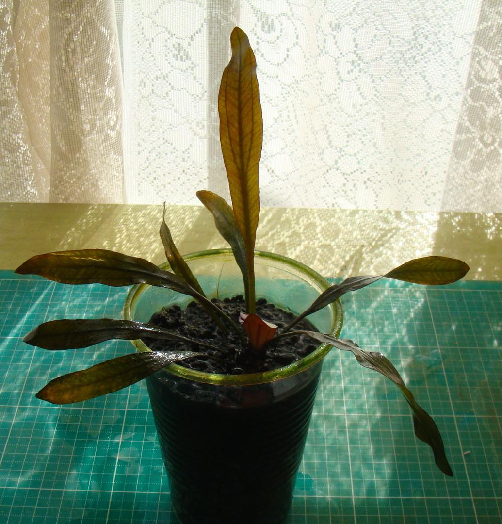 ぶ*ん様 エキノドルス ホレマニー ブラッドレッド