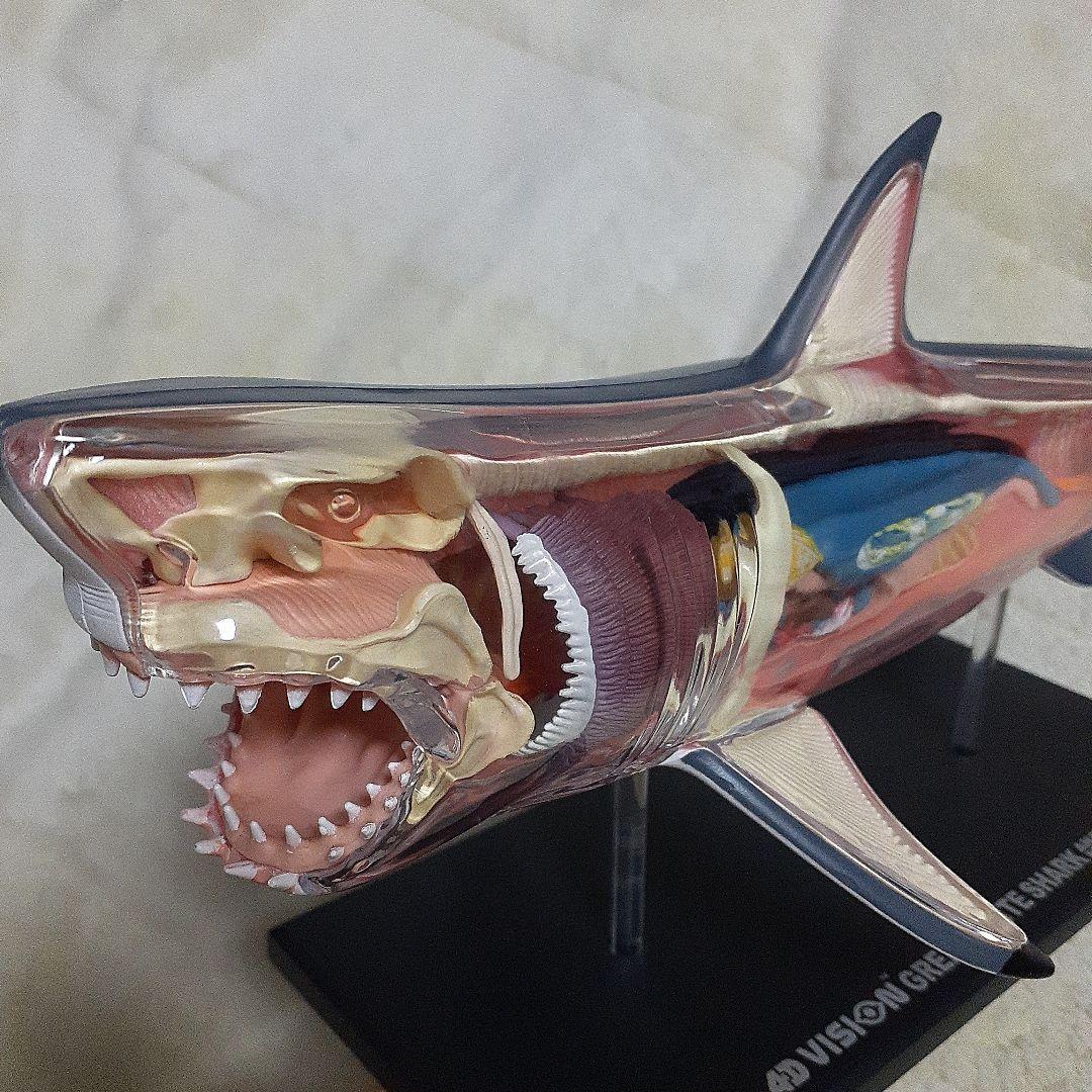 4D-VISON　マンタ　イルカ　サメ　フィギュア　解剖模型　パズル　3体セット