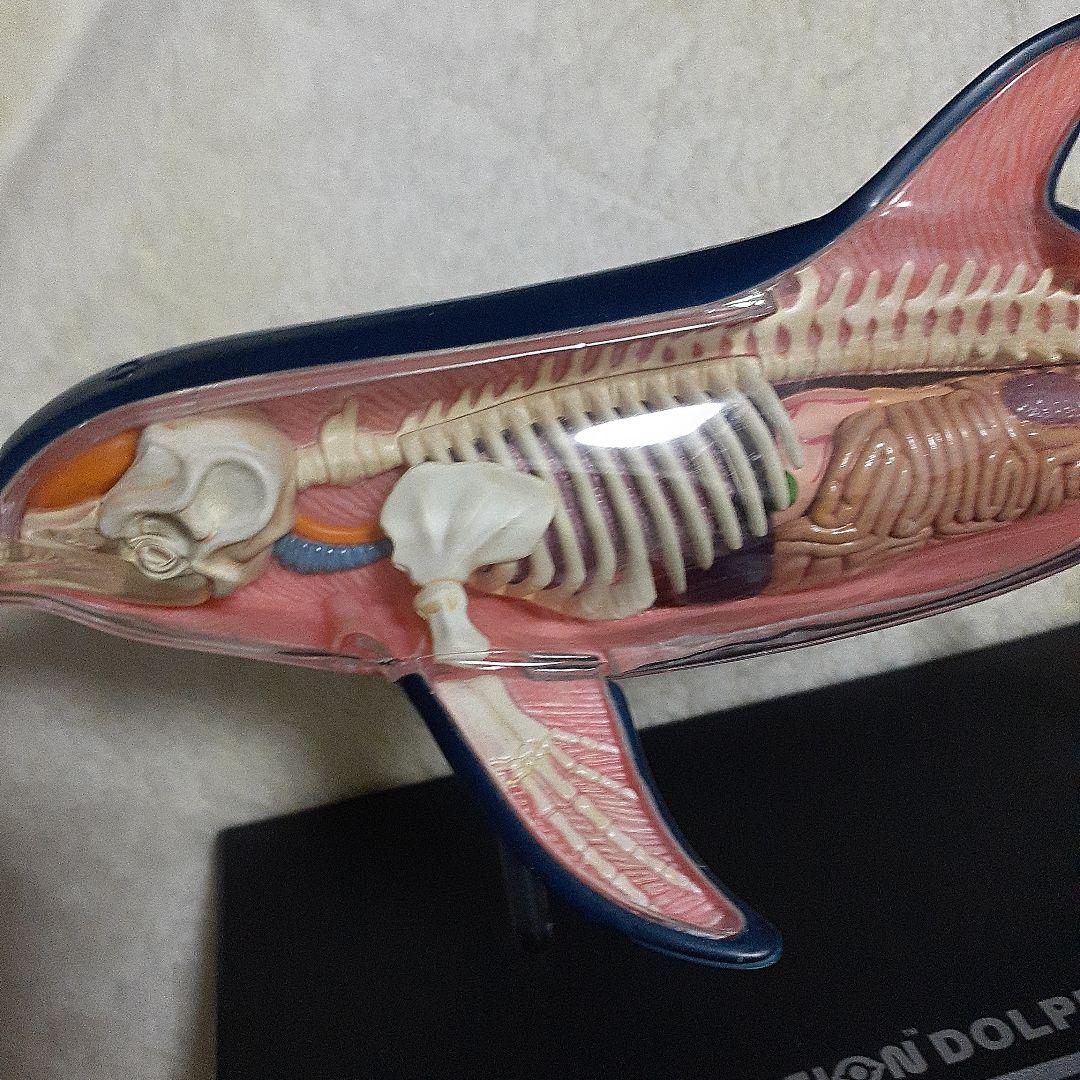 4D-VISON　マンタ　イルカ　サメ　フィギュア　解剖模型　パズル　3体セット