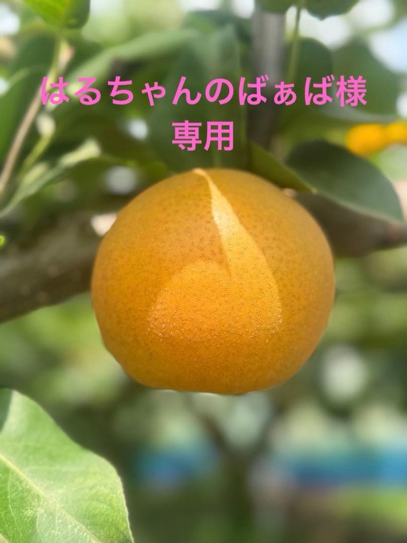 はるちゃんのばぁば　茨城県産みかん　10キロ