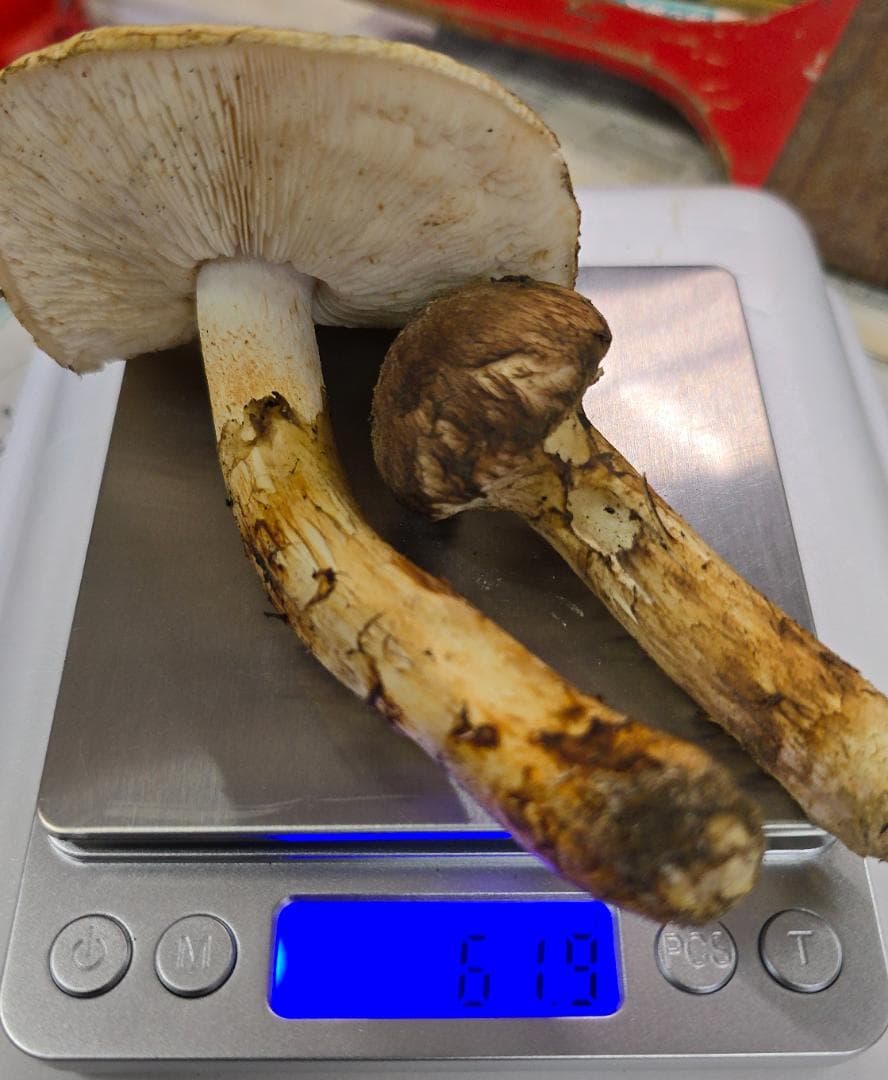 岩手県産 松茸 299g　＋おまけ61.9g(写真3)+51.7g(写真4)