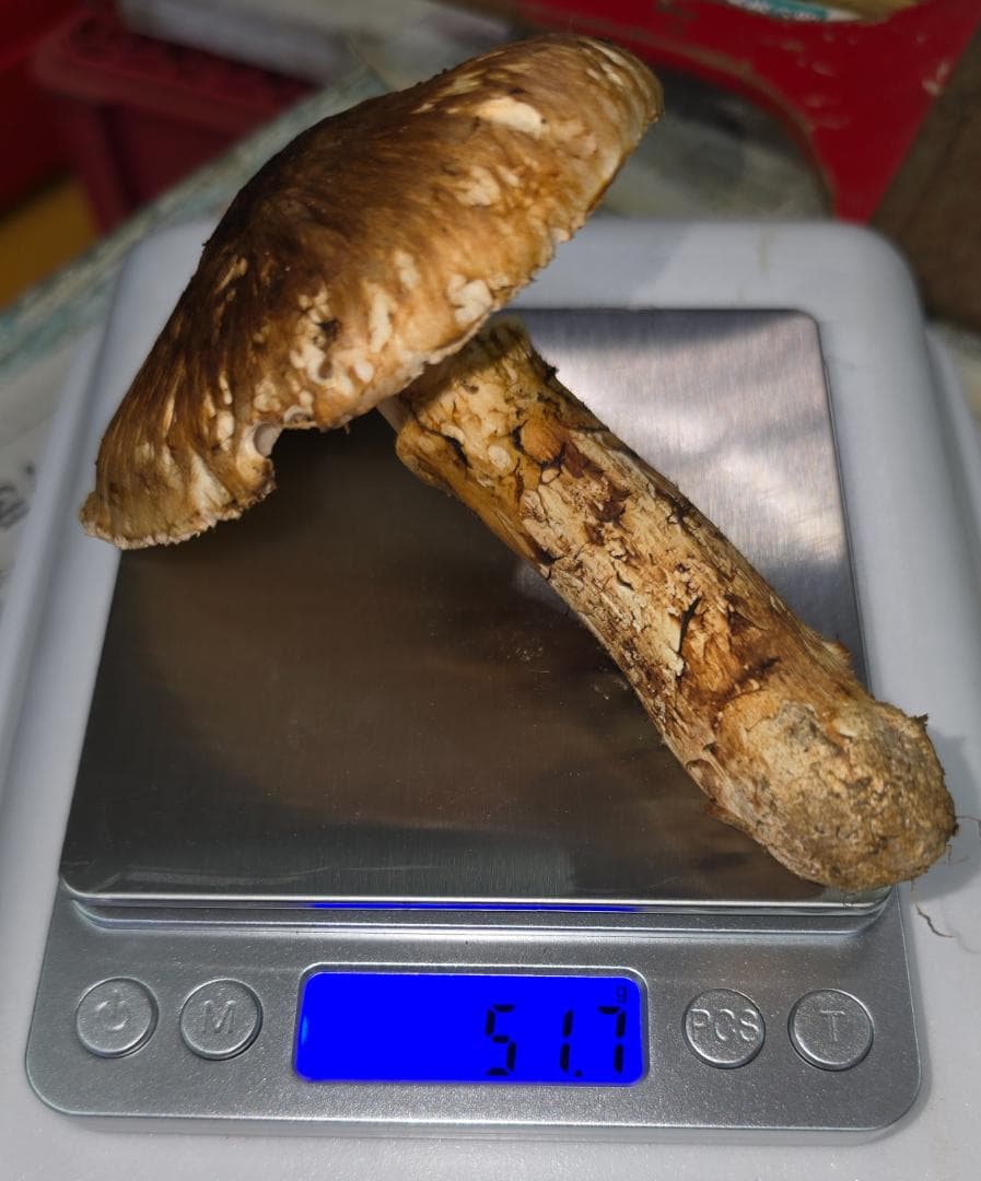 岩手県産 松茸 299g　＋おまけ61.9g(写真3)+51.7g(写真4)