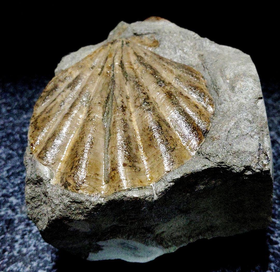 はにわ★ようばけ化石★古秩父湾【1550万年前のホタテ0.8kg】