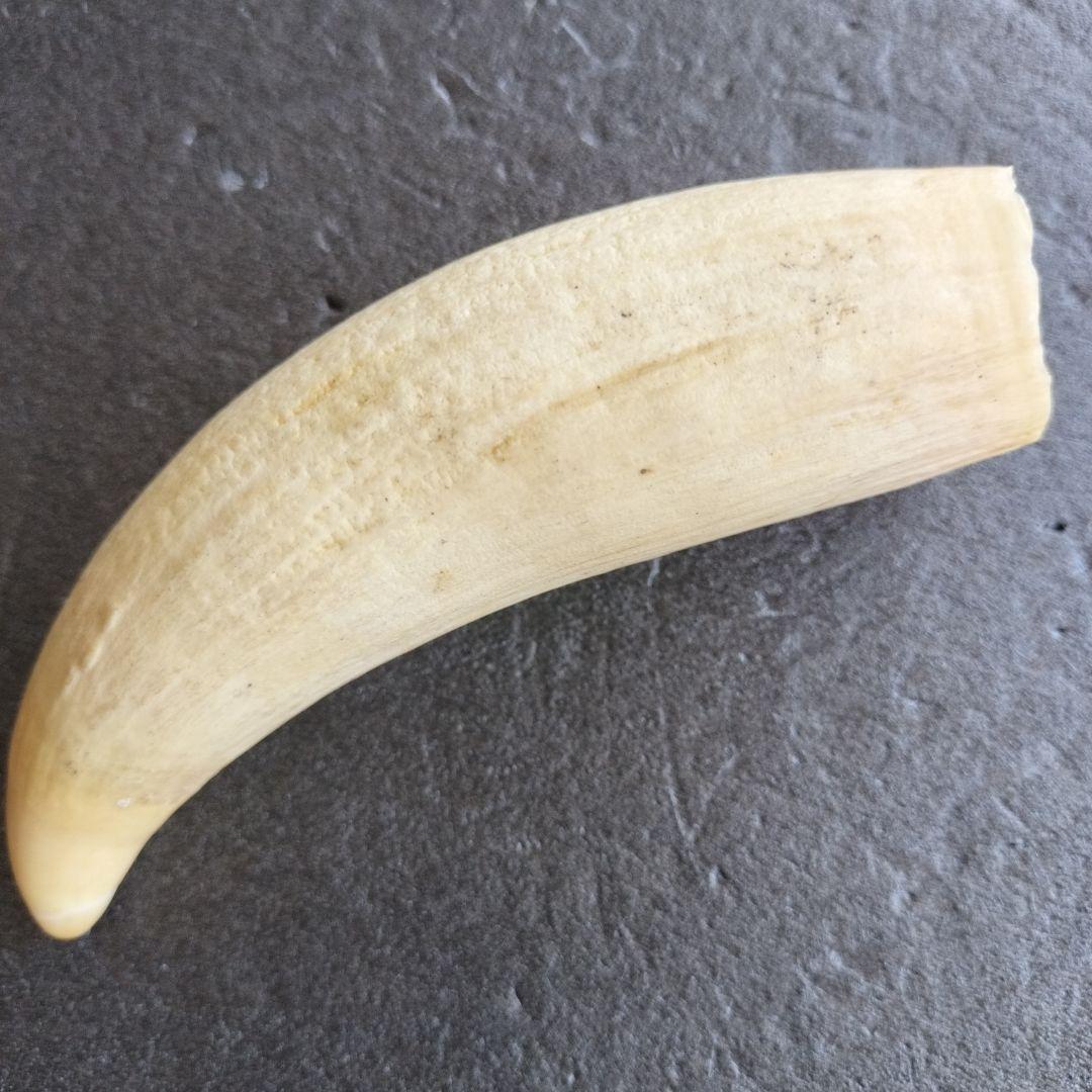マッコウクジラ歯　牙　未加工　199グラム【工芸素材に】