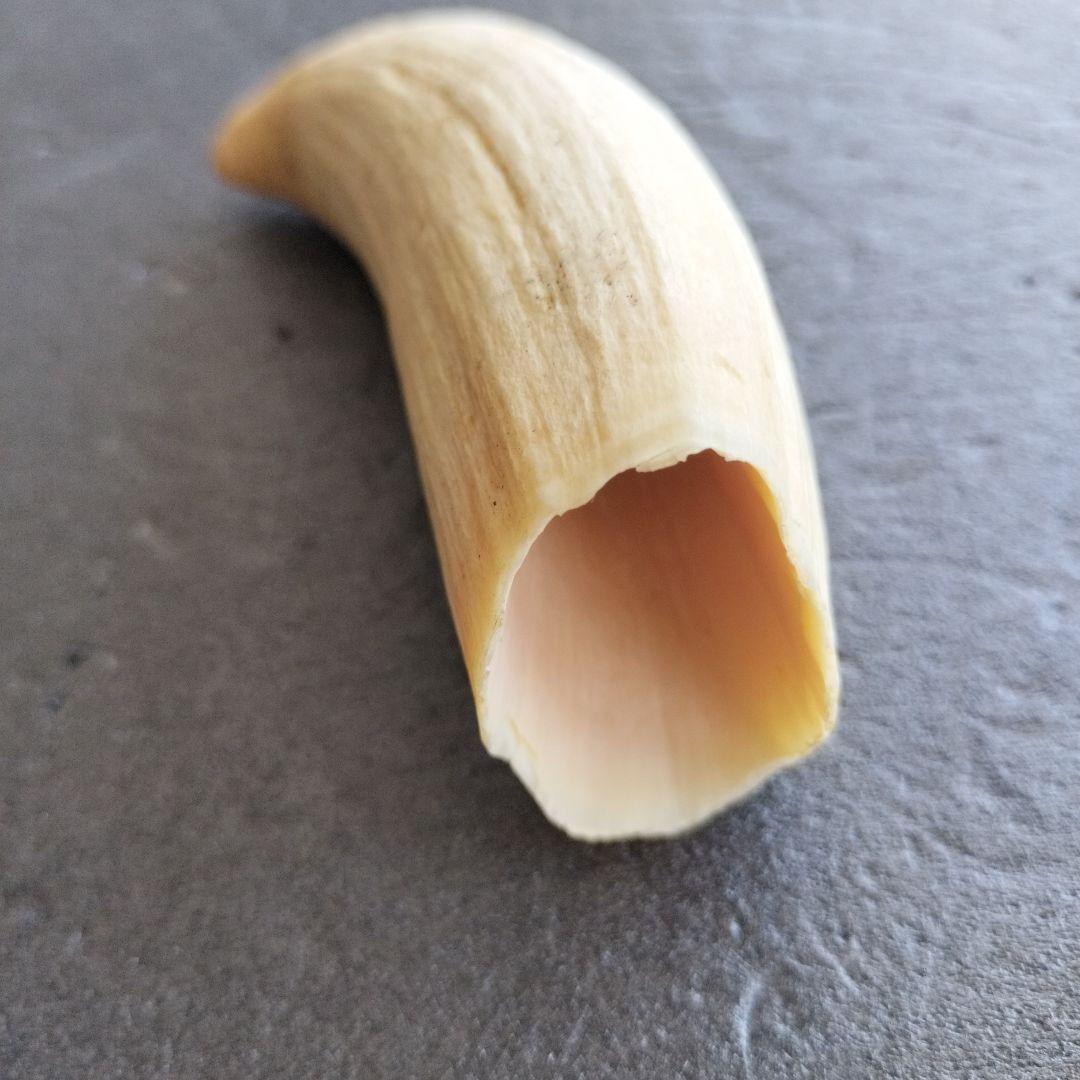 マッコウクジラ歯　牙　未加工　199グラム【工芸素材に】