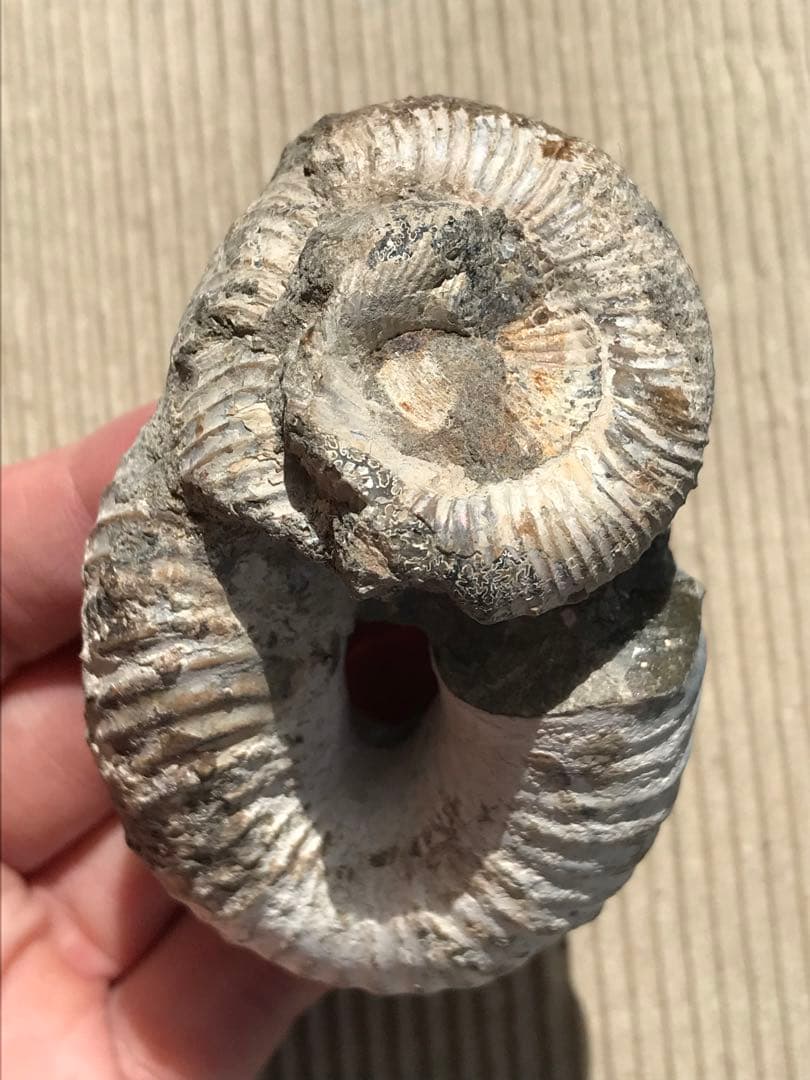 マダガスカル産　アンモナイト化石（ノストセラス）母岩なし　稀少