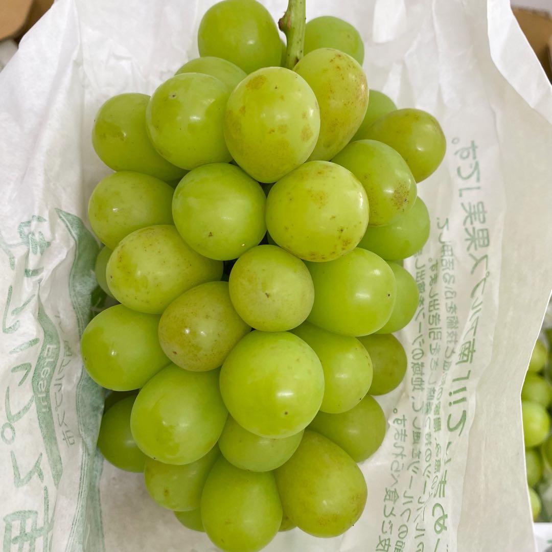 山梨県産　訳あり　家庭用　シャインマスカット　11房　箱込み5.6kg ⑭