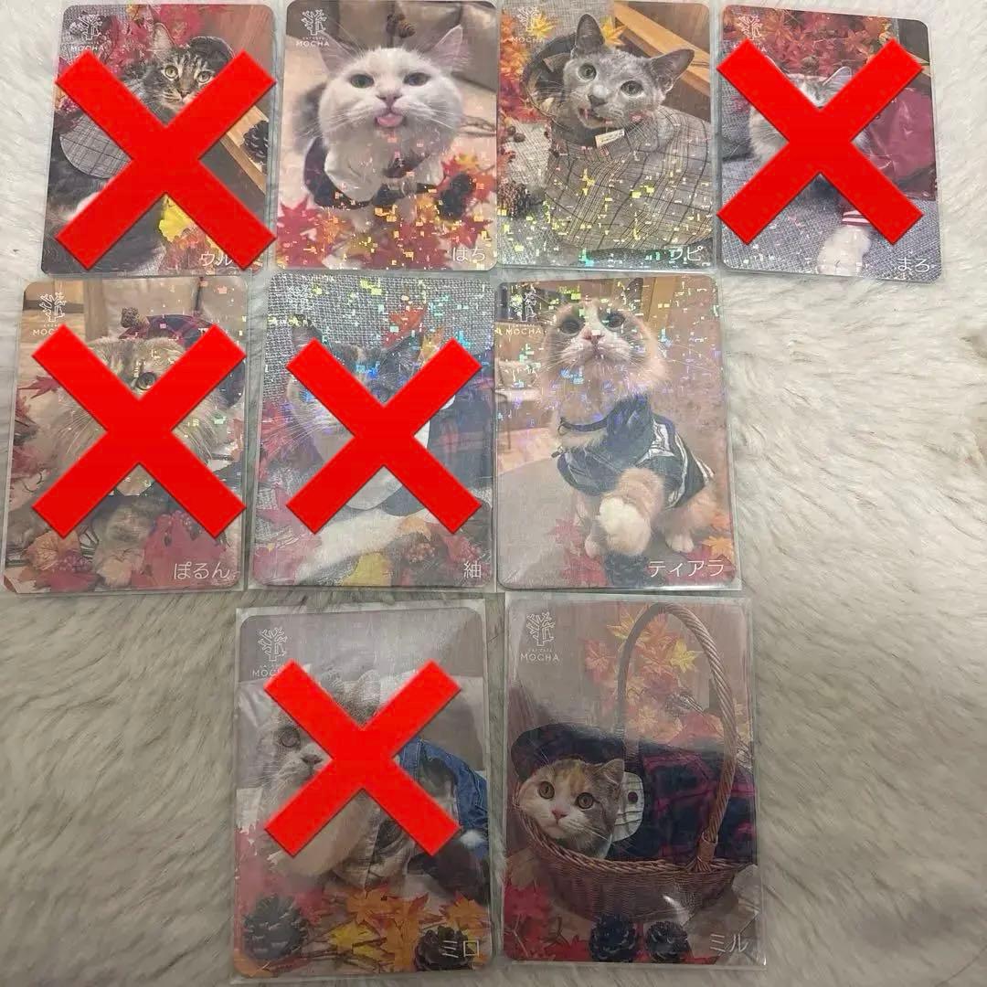 【猫カフェMOCHA 】イオンモール羽生店 2025年 秋 Autumnトレカ