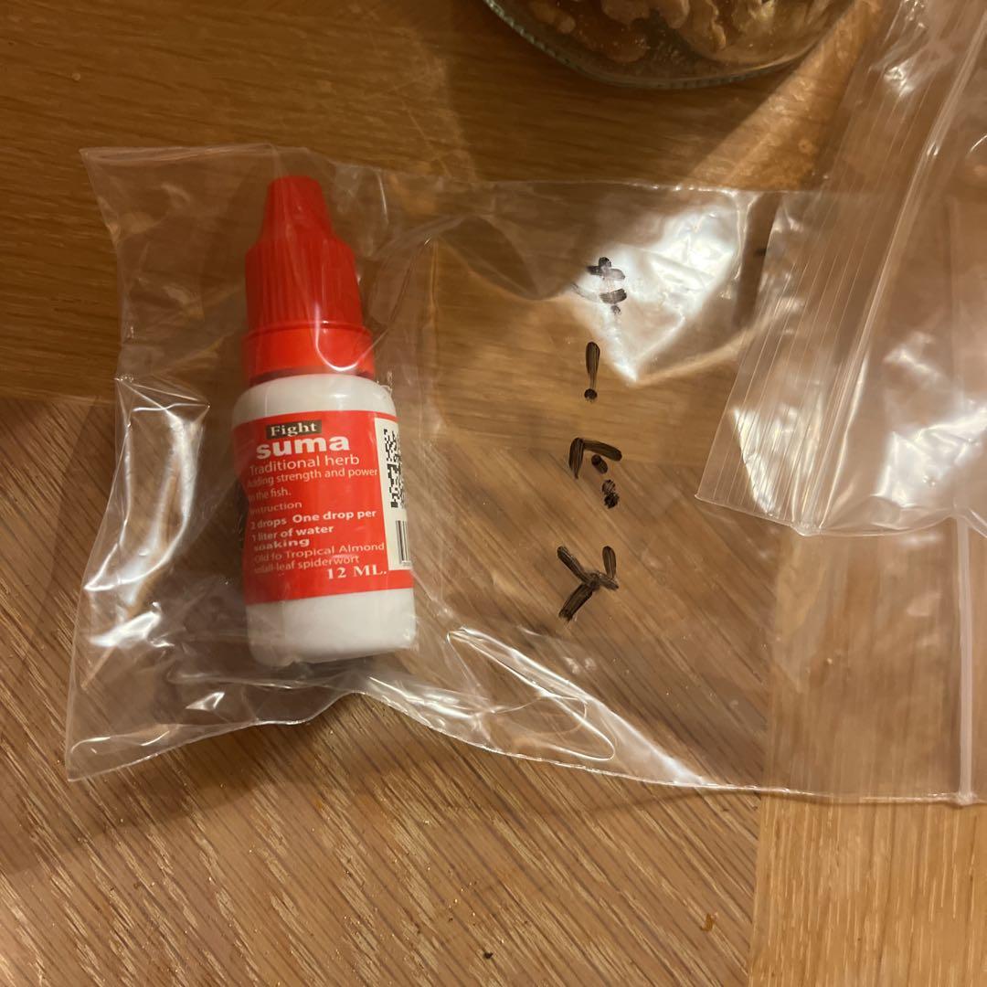 suma 9個セット　ベタ飼育