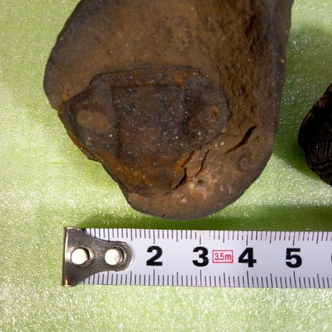 三葉虫　化石　fossil　ボリビア産　レア　Fossil判別⑦