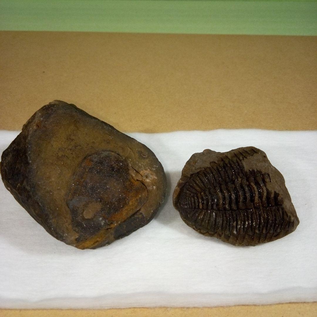 三葉虫　化石　fossil　ボリビア産　レア　Fossil判別⑦