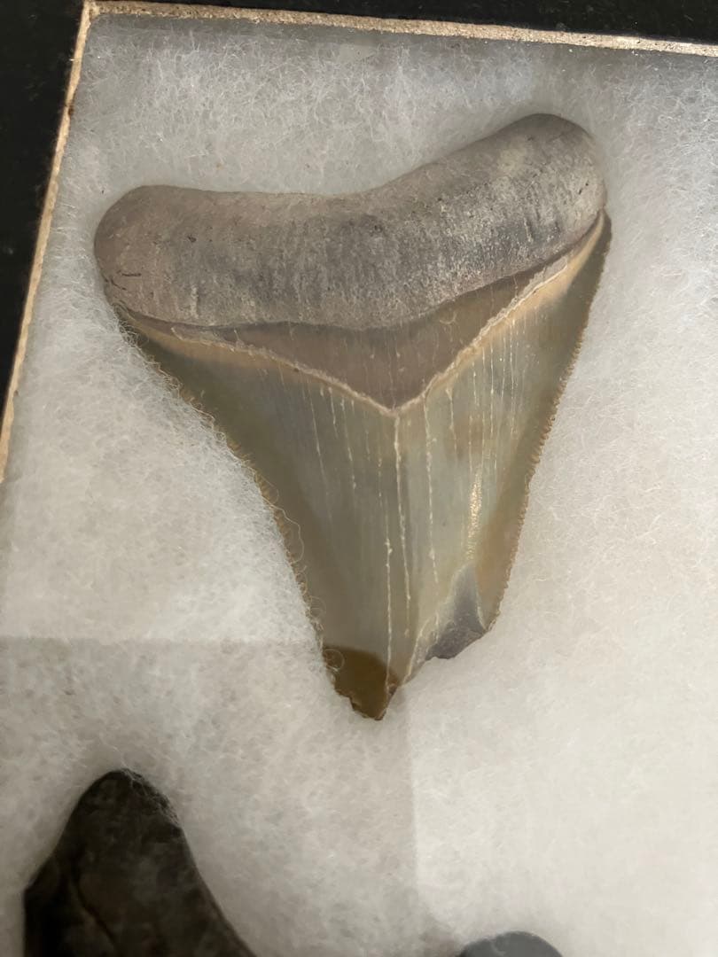 サメの歯　化石　4点ケース付き