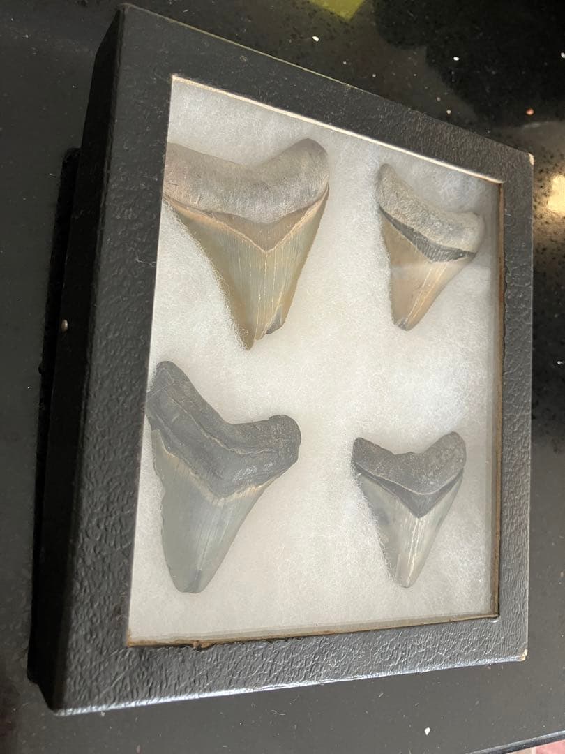 サメの歯　化石　4点ケース付き