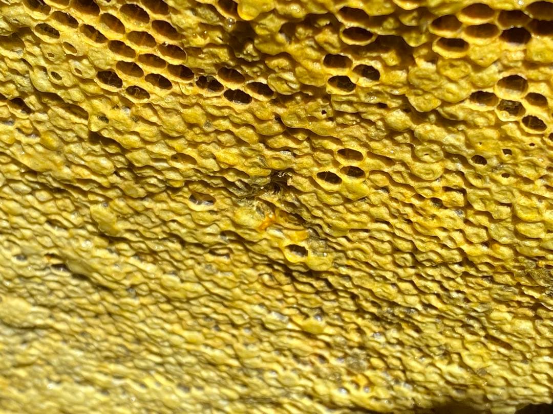 ハチミツ　日本蜜蜂の蜂蜜　奥山の奥のはちみつ