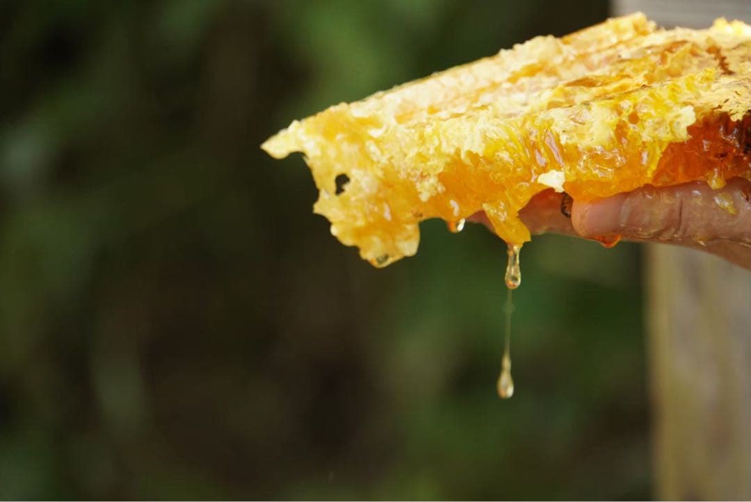 ハチミツ　日本蜜蜂の蜂蜜　奥山の奥のはちみつ