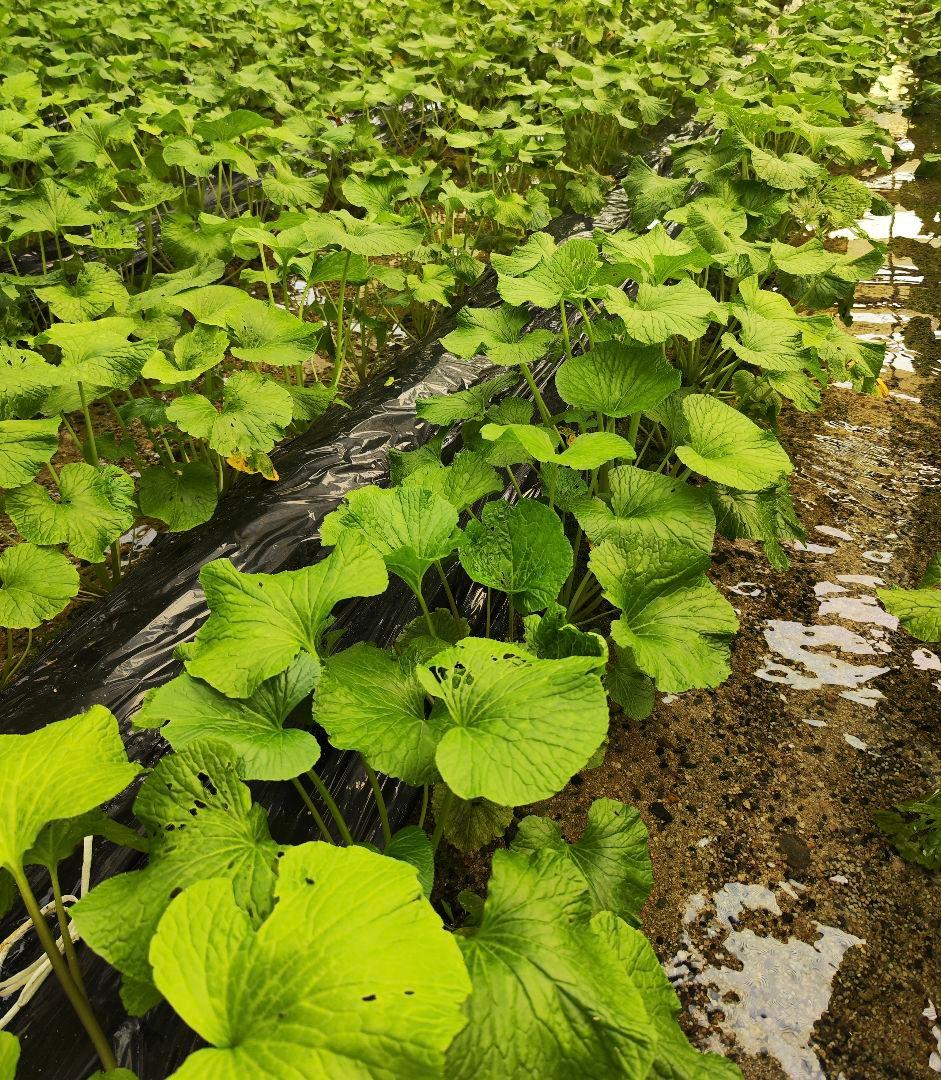 【別注】4kg ご注文後に収穫！ 安曇野産 生わさびの太茎 わさび 茎