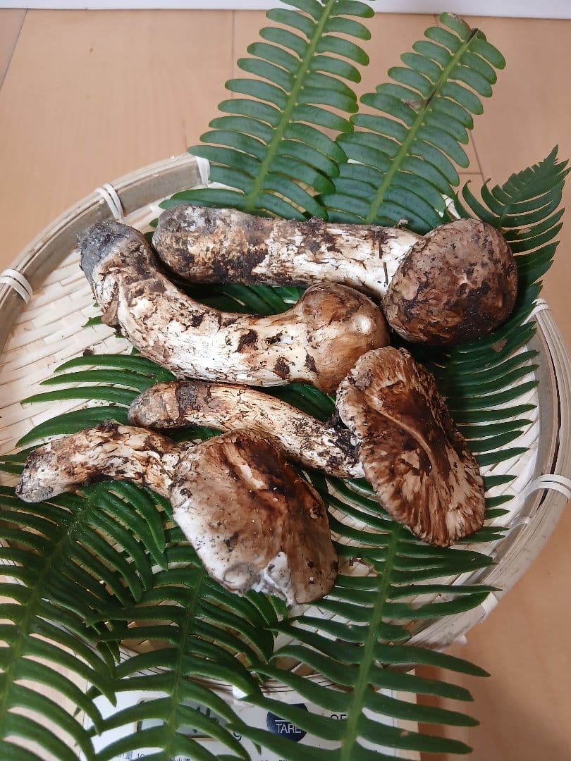 ★原田★山形県産 松茸 国産 マツタケ まつたけ