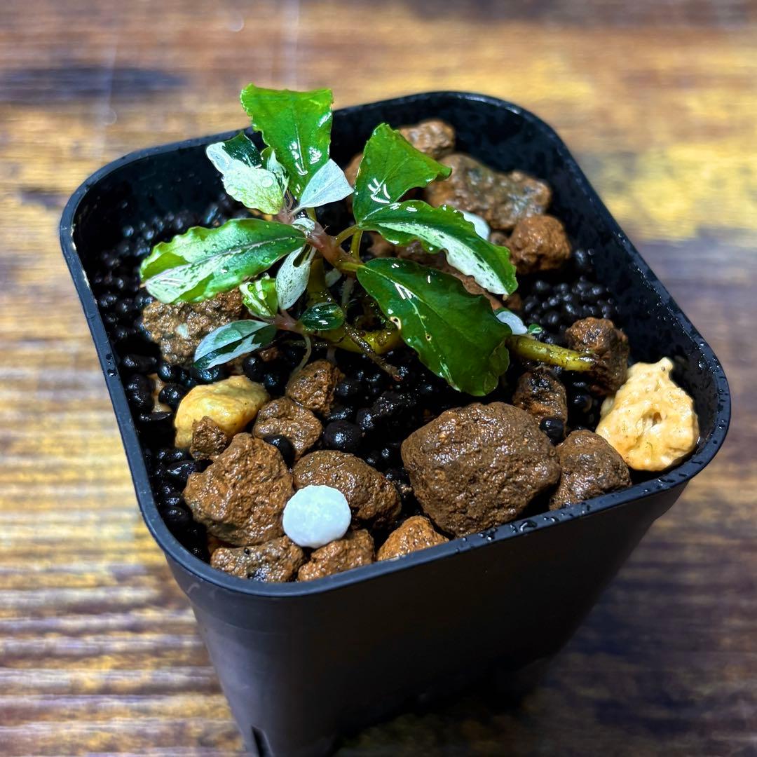 Bucephalandra sp. Variegata Hn:福袋CAKUMI