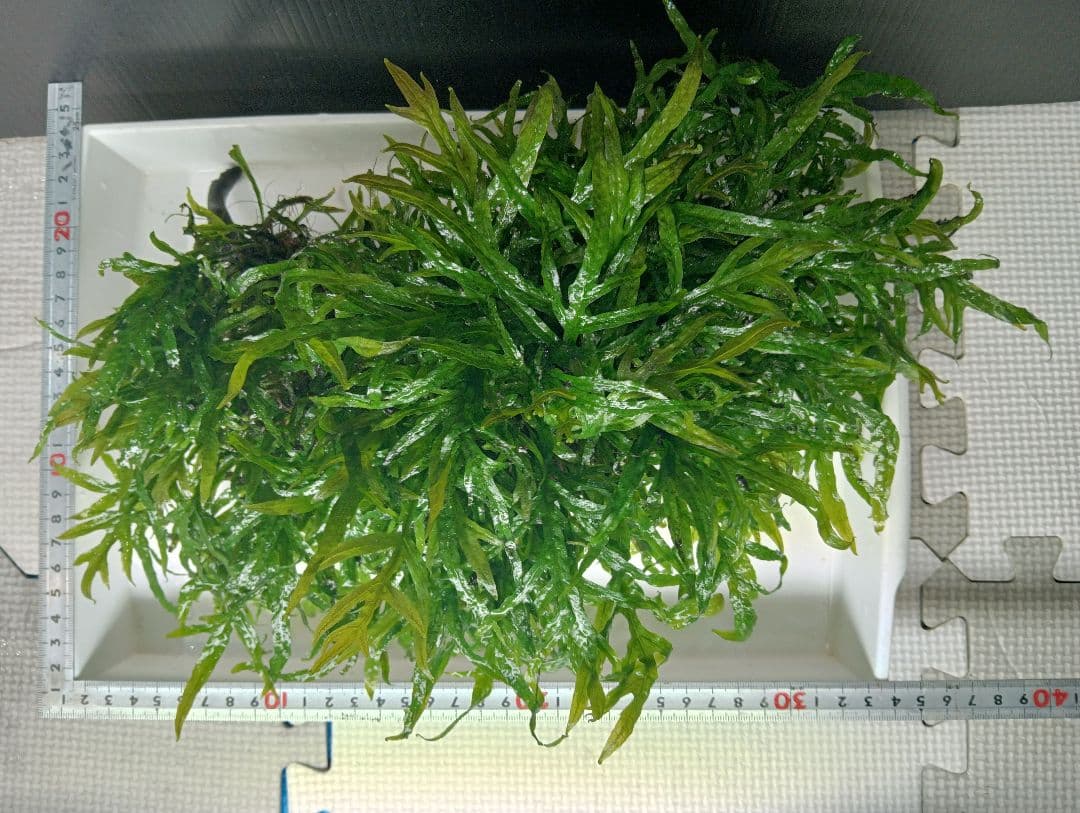 KEISUKEさま専用　サラワクカピット　ナナミニ　２点セット