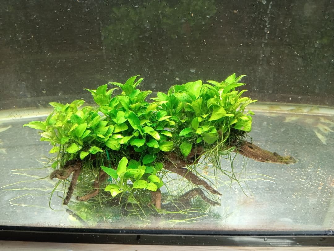 KEISUKEさま専用　サラワクカピット　ナナミニ　２点セット