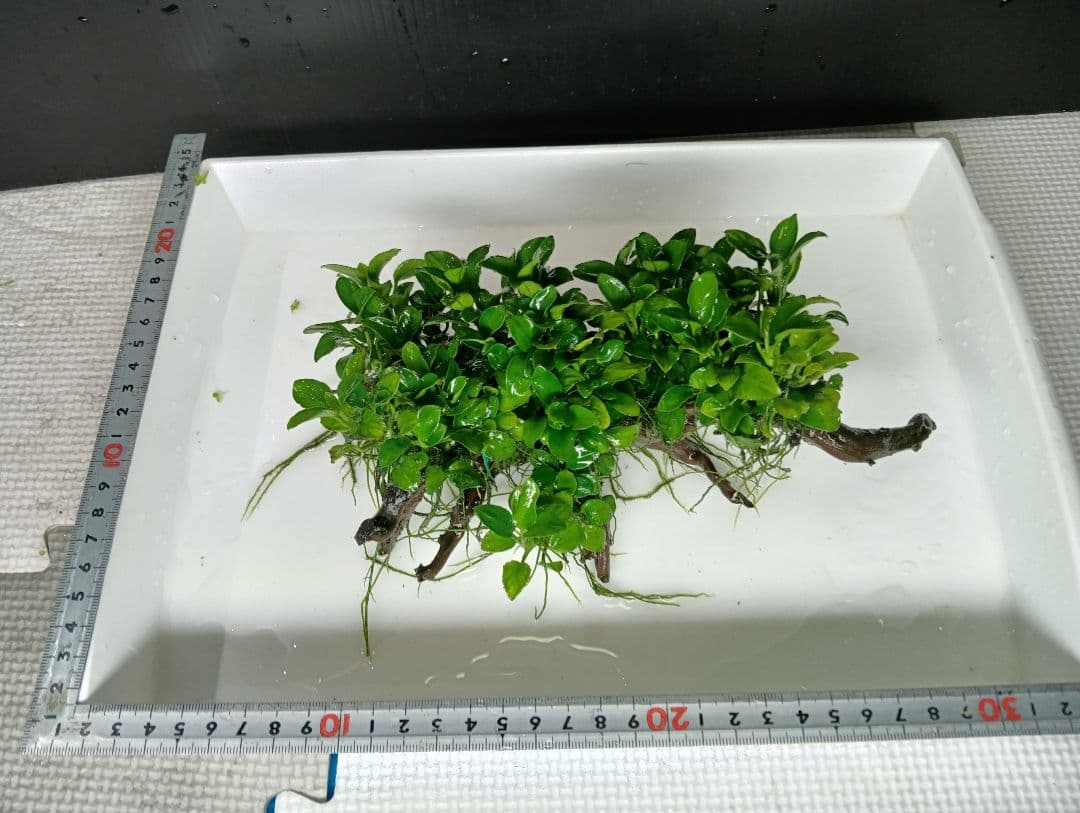 KEISUKEさま専用　サラワクカピット　ナナミニ　２点セット