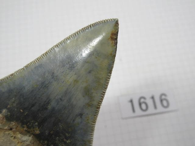 化石 サメの歯　メガロドン　インドネシア　7.2cm　No.1616