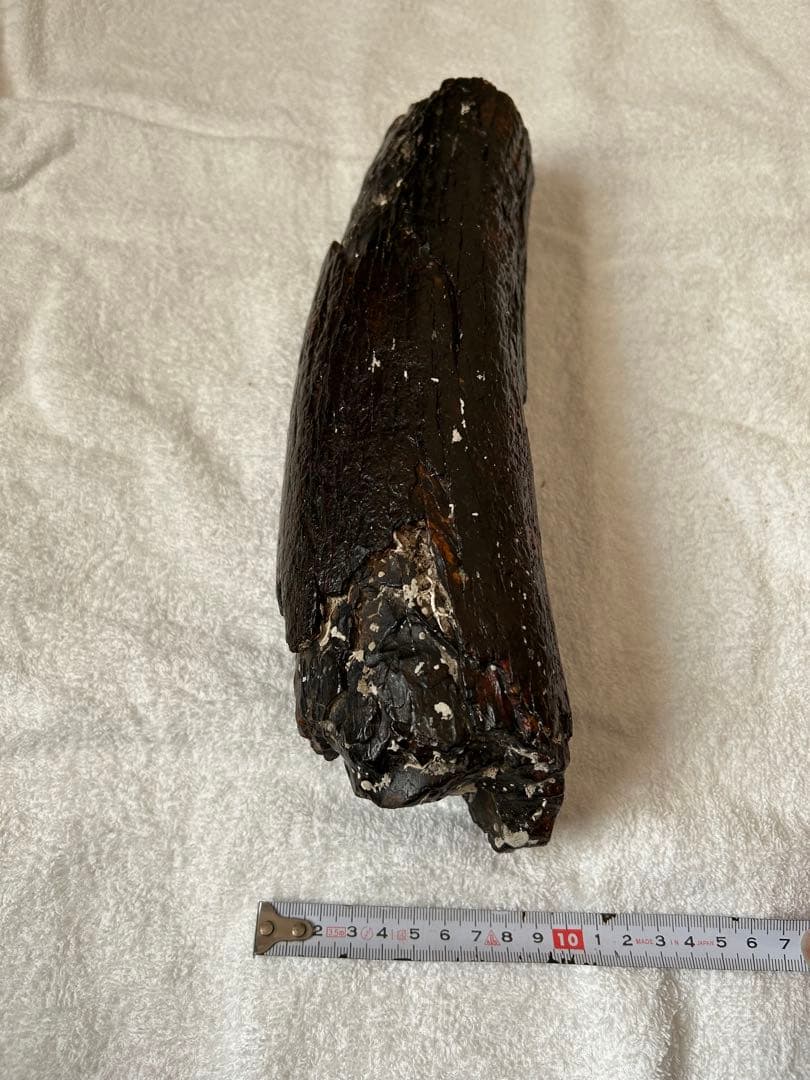 マンモス　ナウマンゾウ化石　牙