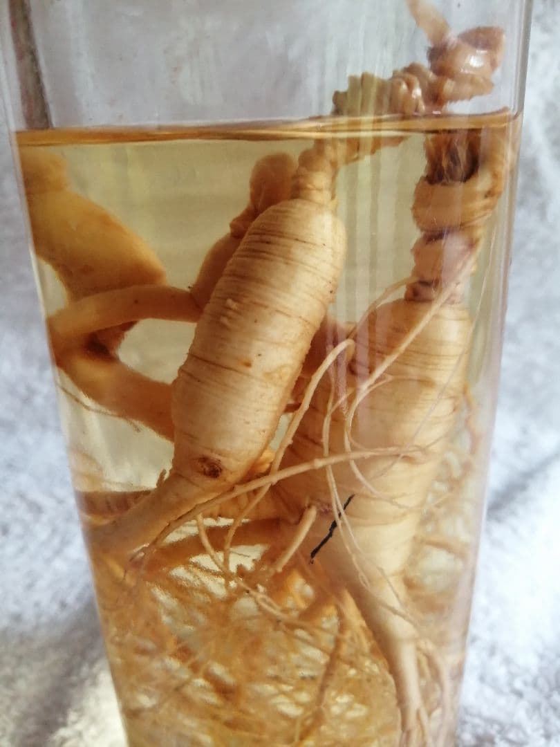 朝鮮人参 山人参