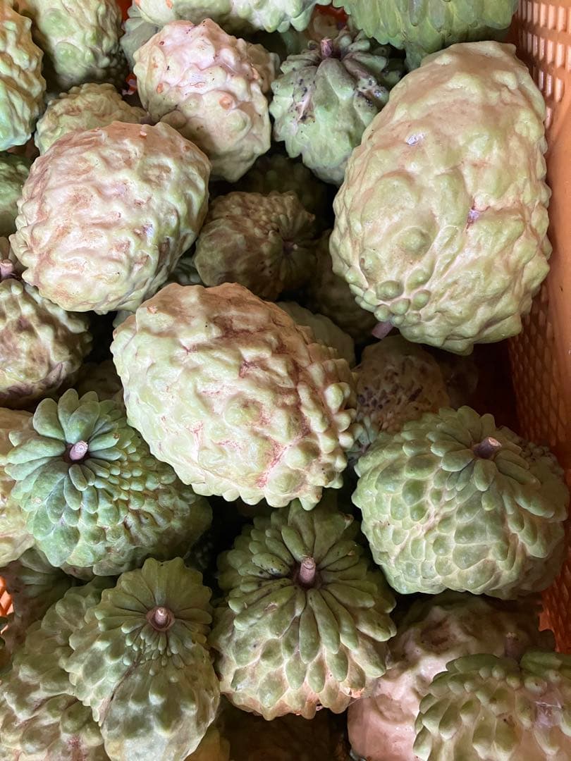 アテモヤ6キロ　ご自宅用に