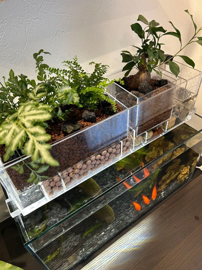 すぐ始められる！！上部濾過式アクアポニックス水槽アクアリウム水槽