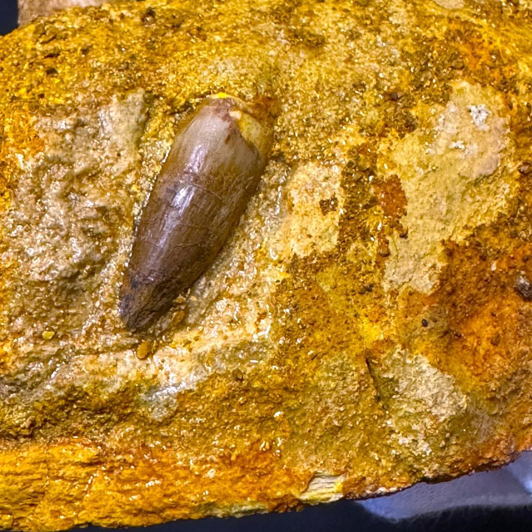 スピノサウルス 顎骨 歯 牙 化石標本 肉食恐竜 獣脚類 1449