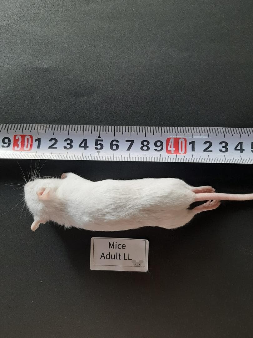 ★みーちゃん★国産冷凍マウス ファジー 30匹 アダルトLL30匹