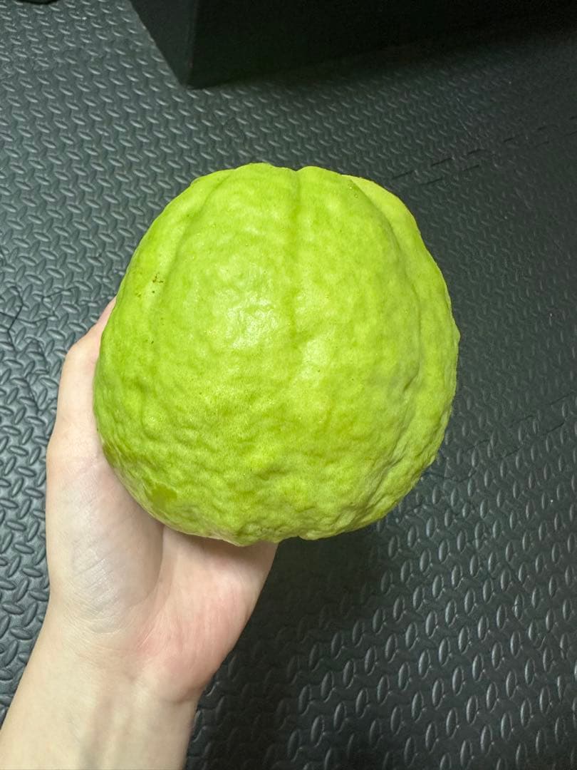 特大サイズ　新鮮 グアバ 5キロ 訳あり