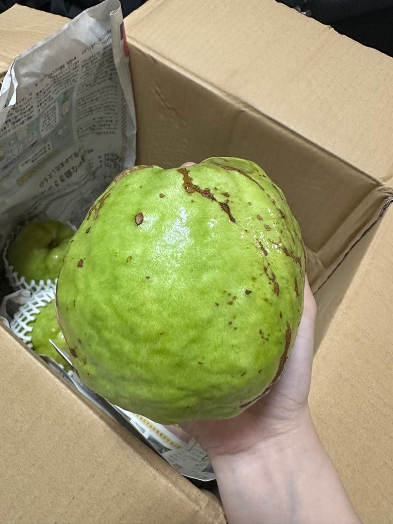 特大サイズ　新鮮 グアバ 5キロ 訳あり