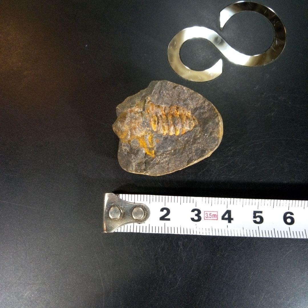 三葉虫　化石　fossil　ボリビア　trilobite　三葉虫綱　三葉虫管理⑨