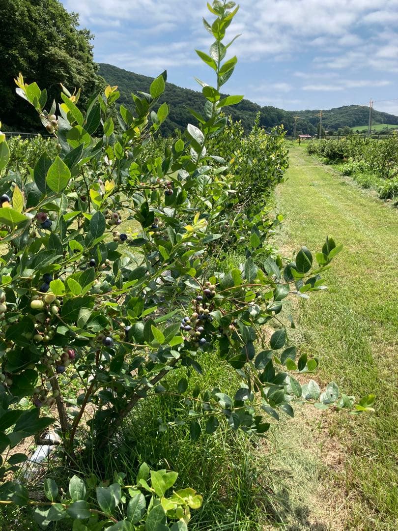 冷凍ブルーベリー