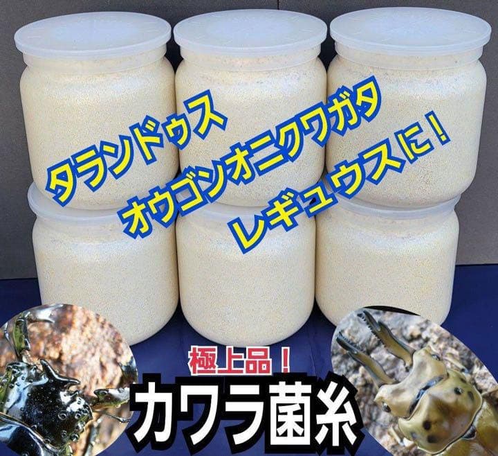 極上！カワラタケ菌糸瓶【7本】特殊アミノ酸強化配合！タランドゥス・オウゴンオニに
