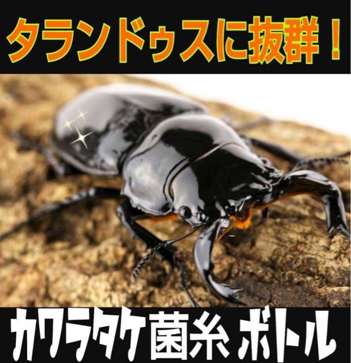 極上！カワラタケ菌糸瓶【7本】特殊アミノ酸強化配合！タランドゥス・オウゴンオニに