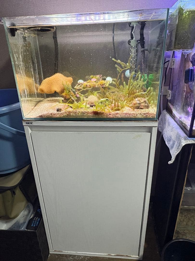 45cm海水水槽セット　生体付き　引き取り限定　値引き交渉可