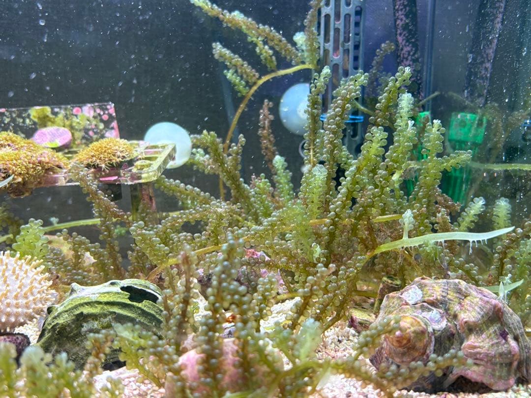 45cm海水水槽セット　生体付き　引き取り限定　値引き交渉可