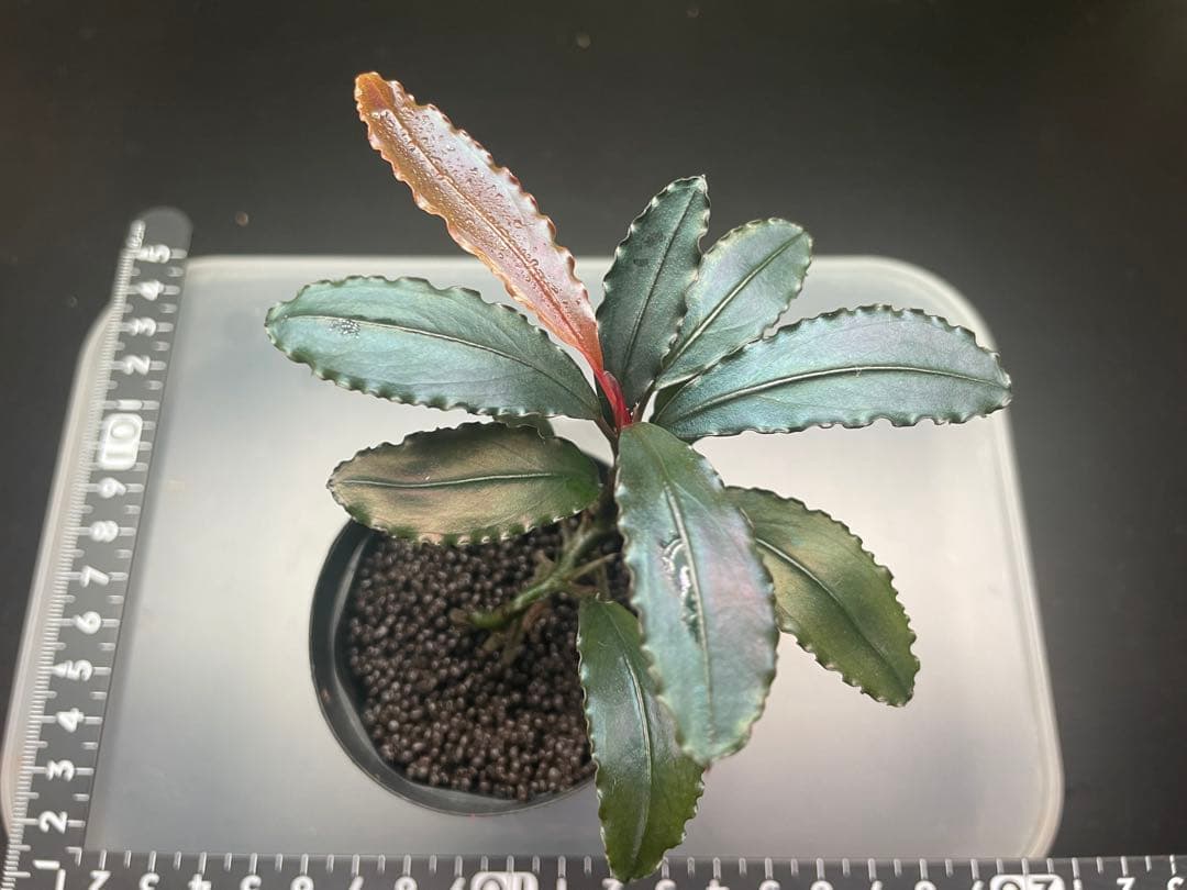 ヒ*ロ様 Bucephalandra sp Red walts