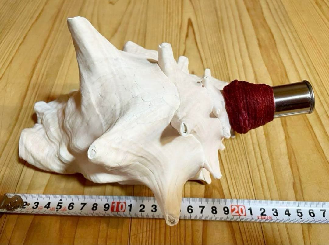 希少　桃色法螺貝（ピンク貝）法螺貝　ほら貝　ホラガイ　コンク貝笛　コンクシェル