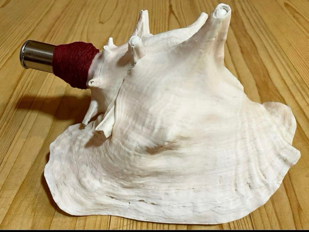 希少　桃色法螺貝（ピンク貝）法螺貝　ほら貝　ホラガイ　コンク貝笛　コンクシェル