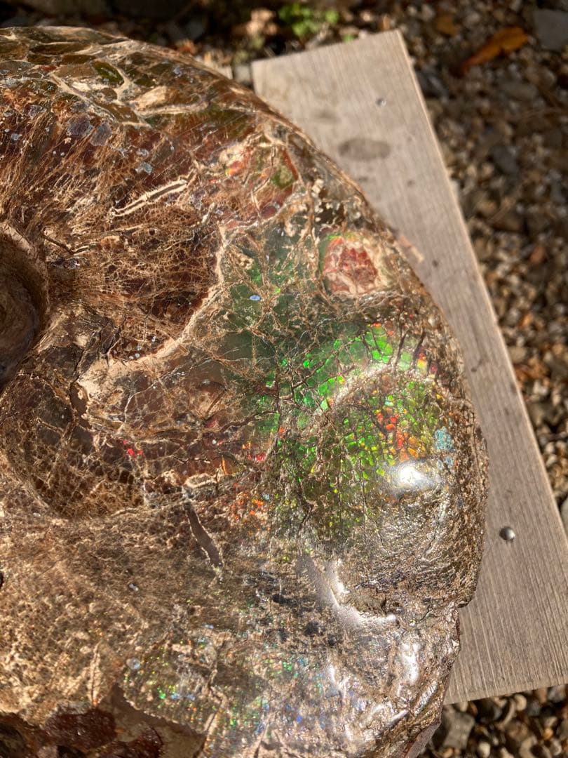 ドラゴンスキンのアンモライト 化石　アンモナイト　恐竜　風水　宝石