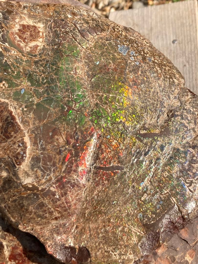 ドラゴンスキンのアンモライト 化石　アンモナイト　恐竜　風水　宝石