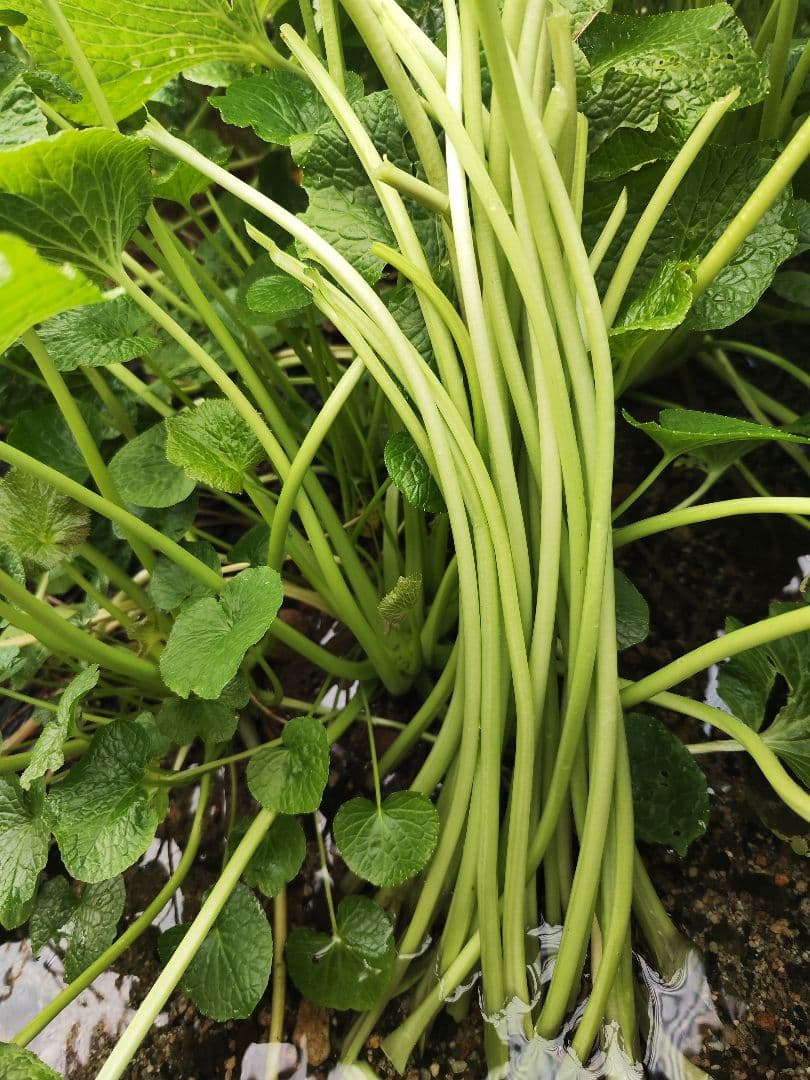 【別注品】7kg 安曇野産 わさびの太茎 わさび漬け わさび 生わさび