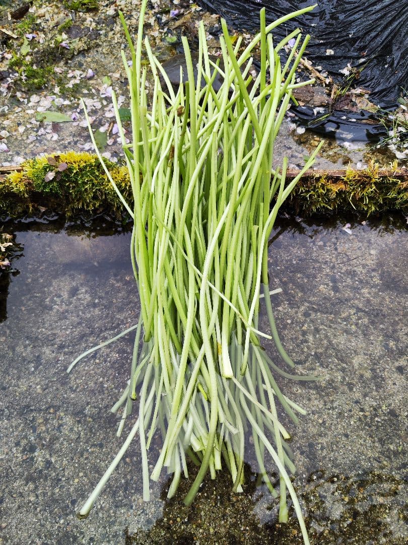 【別注品】7kg 安曇野産 わさびの太茎 わさび漬け わさび 生わさび