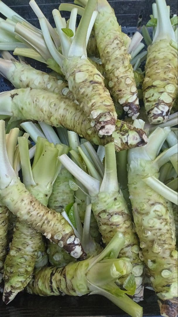 Gos様お約束の量 生わさび　大きめ