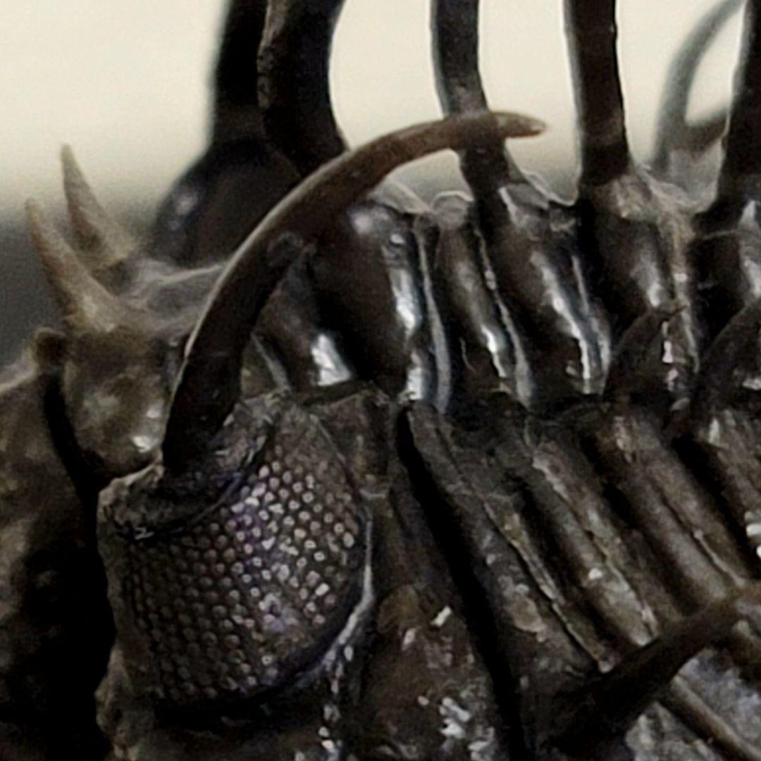 超棘棘！【Comura bultyncki】三葉虫 化石標本★trilobite